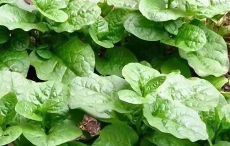 木耳菜田间管理技术（木耳菜田间管理技术规范）