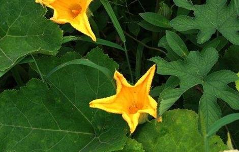 南瓜开花结果期的管理（南瓜开花挂果期怎么管理）