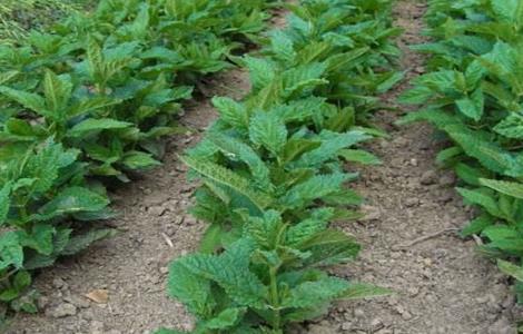 宝塔菜种植时间和方法