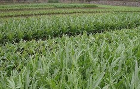 曲麻菜的种植技术 曲麻菜的种植技术与方法