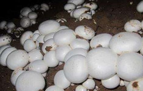 双孢菇栽培技术 双孢菇栽培技术玉米秸秆