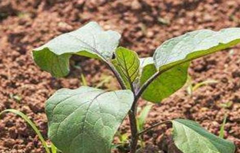 茄子灌溉技术 茄子滴灌种植技术