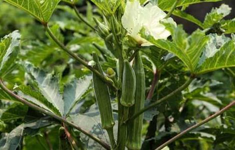 秋葵的田间管理方法（秋葵种植技术与管理法）