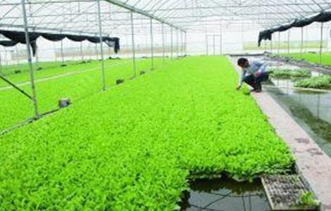 菠菜无土栽培技术(菠菜种植技术)