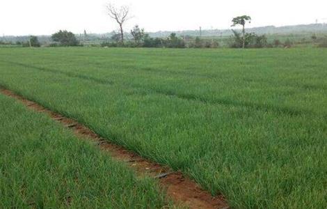 红葱栽培技术 红葱种植技术和种植时间