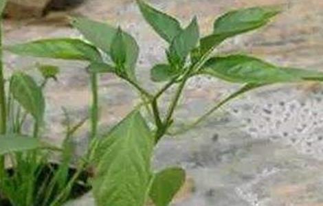 甜椒死棵原因及防治方法（辣椒死株咋回事）