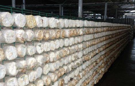 平菇对生长环境的要求 平菇生长条件和环境要求