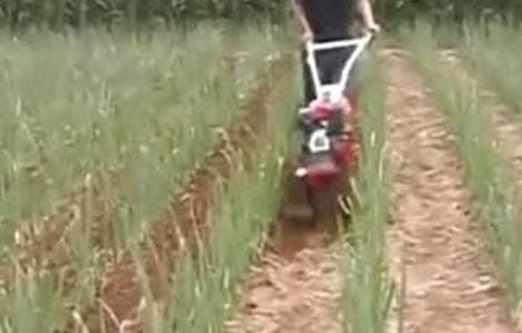 大葱田间管理技术（大葱田间管理技术规范）