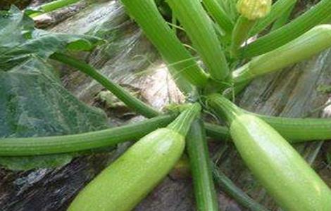 西葫芦结瓜期管理技巧 西葫芦结瓜期的管理