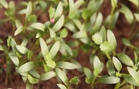 香菜对生长环境的要求 香菜对生长环境的要求是什么