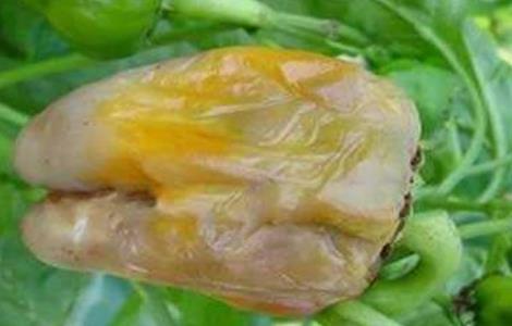 青椒烂果原因及防治方法 请问怎样防治青椒烂果