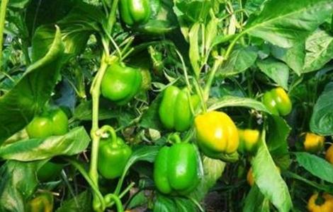 甜椒田间管理技术（种植甜椒的田间管理）