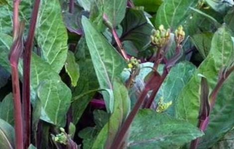 紫菜薹种植技术（紫菜苔种植技术）