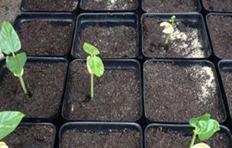 豆角育苗技术（豆角育苗技术培训）