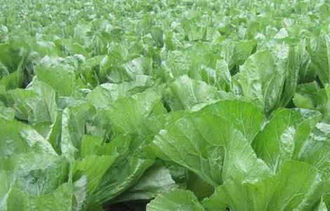 芥菜抽薹原因及防治措施（防止白菜抽薹药）