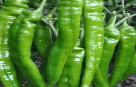 尖椒种植技术 尖椒种植技术要点