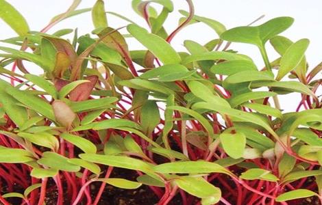 甜菜栽培管理技术 甜菜栽培管理技术要点