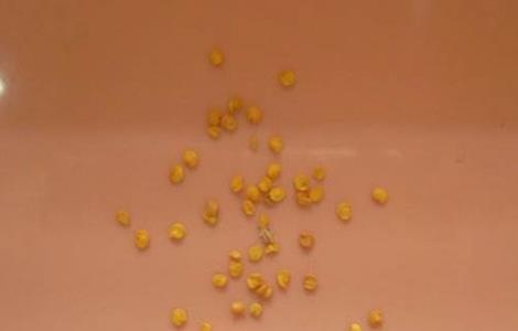 朝天椒育苗方法（朝天椒的育苗技术）