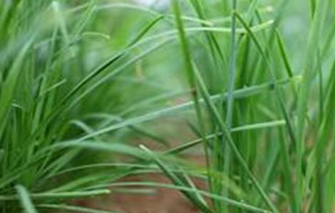 夏季种植韭菜注意事项(韭菜种植的注意事项)