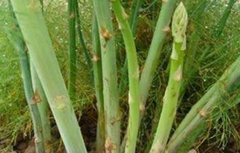 芦笋高产无公害种植技术 芦笋高产栽培技术