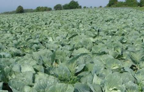 卷心菜病虫害防治方法（卷心菜病虫害图谱及防治）