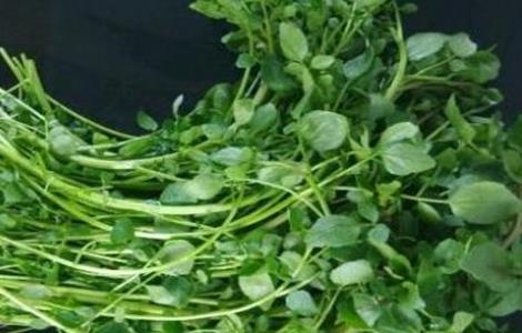 西洋菜种植注意事项 西洋菜种植注意事项和禁忌