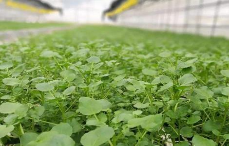 西洋菜种植注意事项