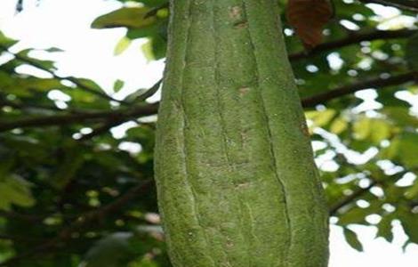 丝瓜留种方法 丝瓜留种注意事项