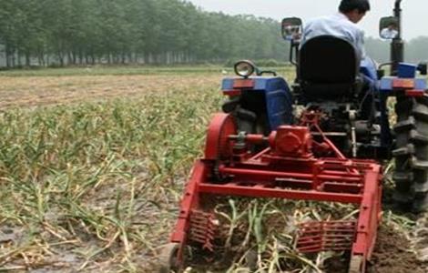 大蒜收获期注意事项(大蒜的收获时间,收获时要注意什么?)