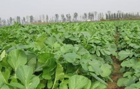 越夏萝卜高产种植技术 萝卜的种植技术高产种植技术