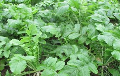 萝卜先期抽薹原因及防止措施 萝卜先期抽薹原因及防止措施图片