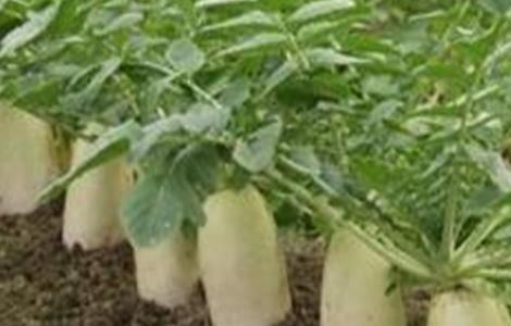 萝卜先期抽薹原因及防止措施