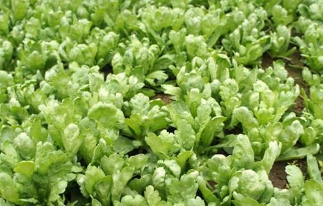 茼蒿种植环境要求（茼蒿种植技术和管理）