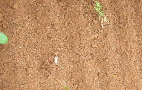 小香葱的种植方法(小香葱的种植方法和注意事项)