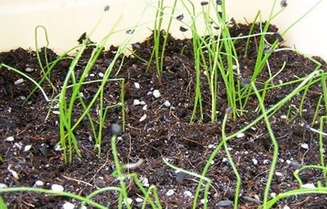 香葱种植管理（香葱种植管理方法）