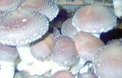 菇螨症状和防治方法 菇螨虫图片