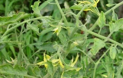 西红柿黄叶是什么原因 西红柿黄叶是什么原因?如何防治