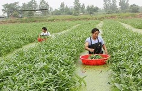 空心菜高产栽培技术（空心菜高产优质的栽培技术）