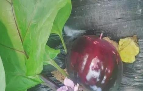 茄子早衰原因及解决方法（茄子早衰原因及解决方法）