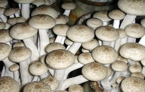 蟹味菇人工栽培技术 蟹味菇人工栽培技术与管理