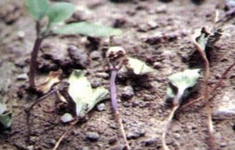 茄子苗期猝倒防治方法（茄子猝倒病如何防治）