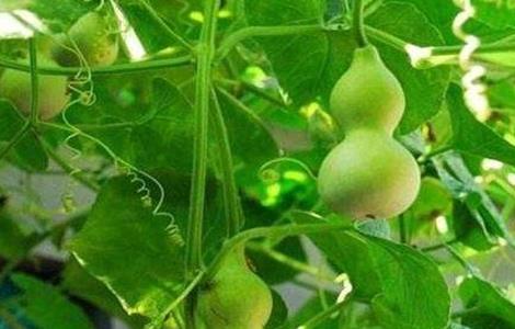 小葫芦的种植方法 小葫芦的种植方法视频