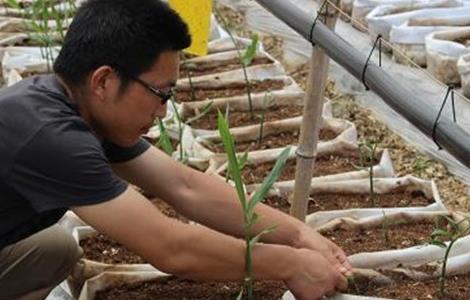 适合无土栽培的蔬菜（适合无土栽培的蔬菜品种）