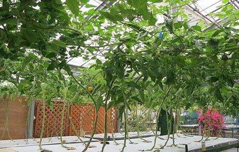  适合无土栽培 蔬菜 无土栽培