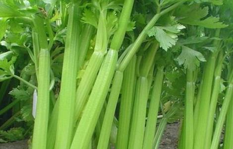 夏季芹菜种植注意事项 夏季芹菜种植注意事项和禁忌