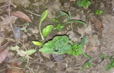 蛇瓜播种育苗技术 蛇瓜播种育苗技术视频