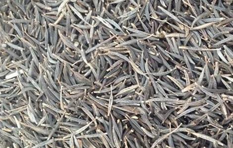 马齿苋繁殖方法 马齿苋怎么移栽