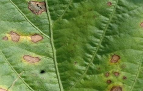 苋菜白锈病防治方法（苋菜白锈病防治方法视频）