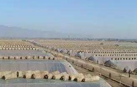 夏季高温焖棚注意事项 夏季高温焖棚注意事项及要求