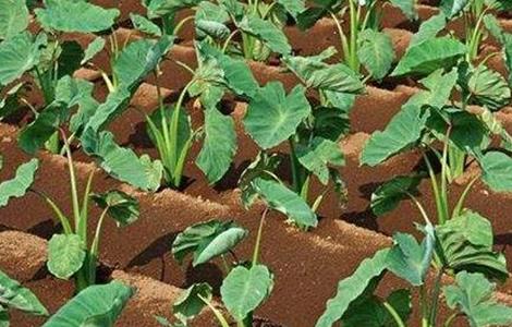 香芋栽培技术（香芋栽培技术视频）